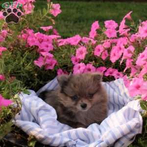 Angel, Pomeranian Puppy